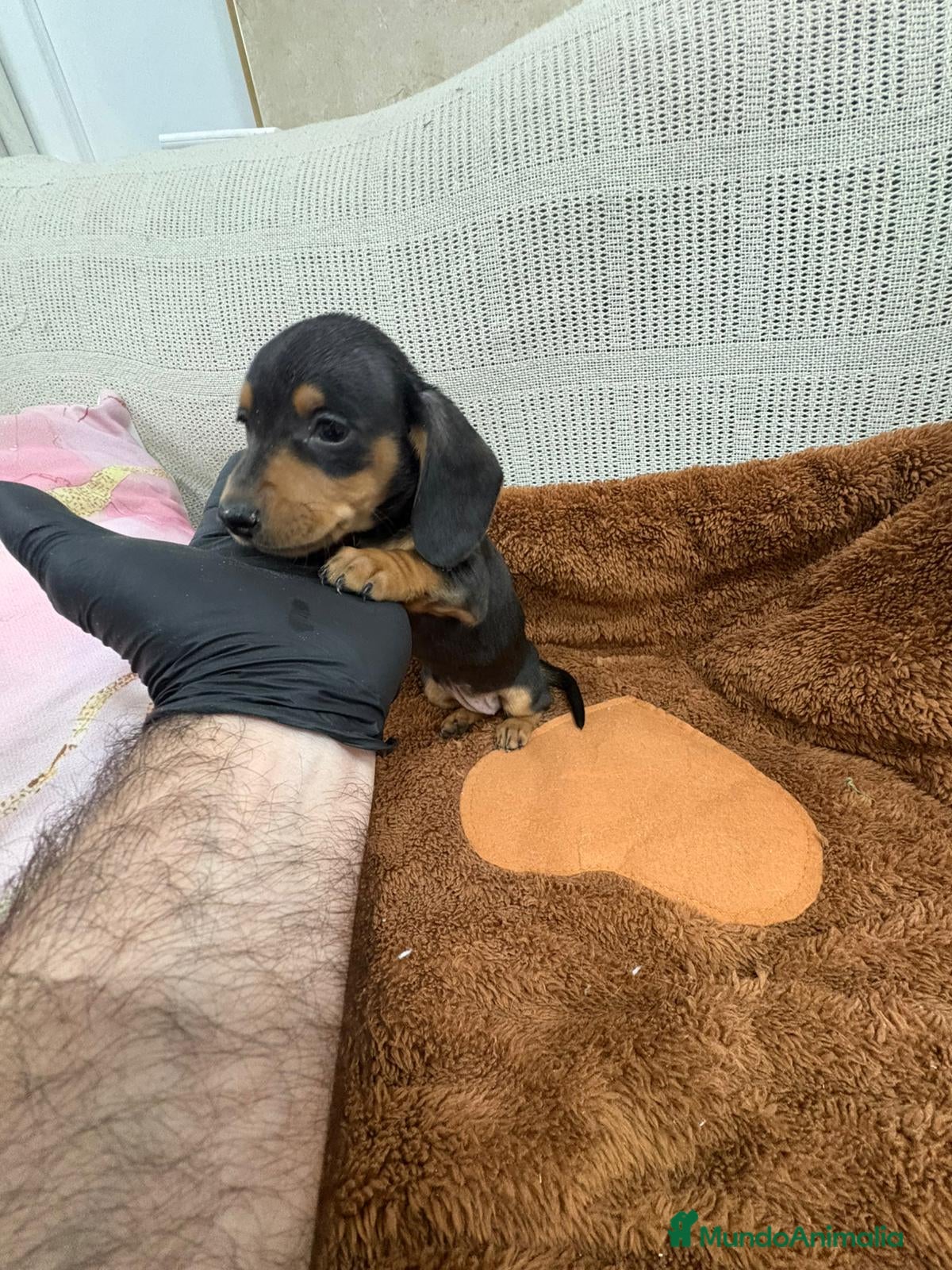 Teckel Miniatura perros Teckel kaninchen  - Anuncio 3