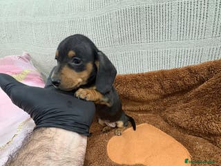 Teckel Miniatura perros Teckel kaninchen - Anuncio 2