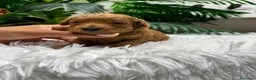 Caniche Enano perros en venta: CANICHE ENANO - Anuncio 1