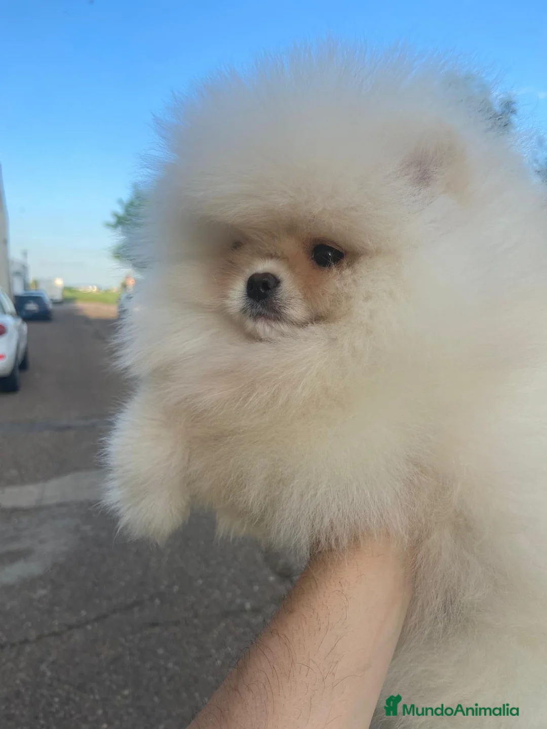 Pomerania perros en venta: Pomerania en Cáceres - Anuncio 9