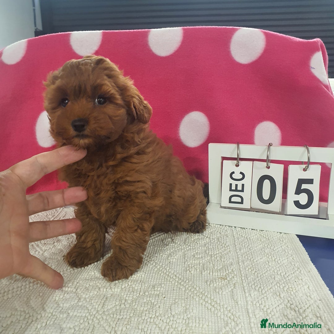 Maltipoo perros en venta: Maltipoo calidad - Anuncio 3