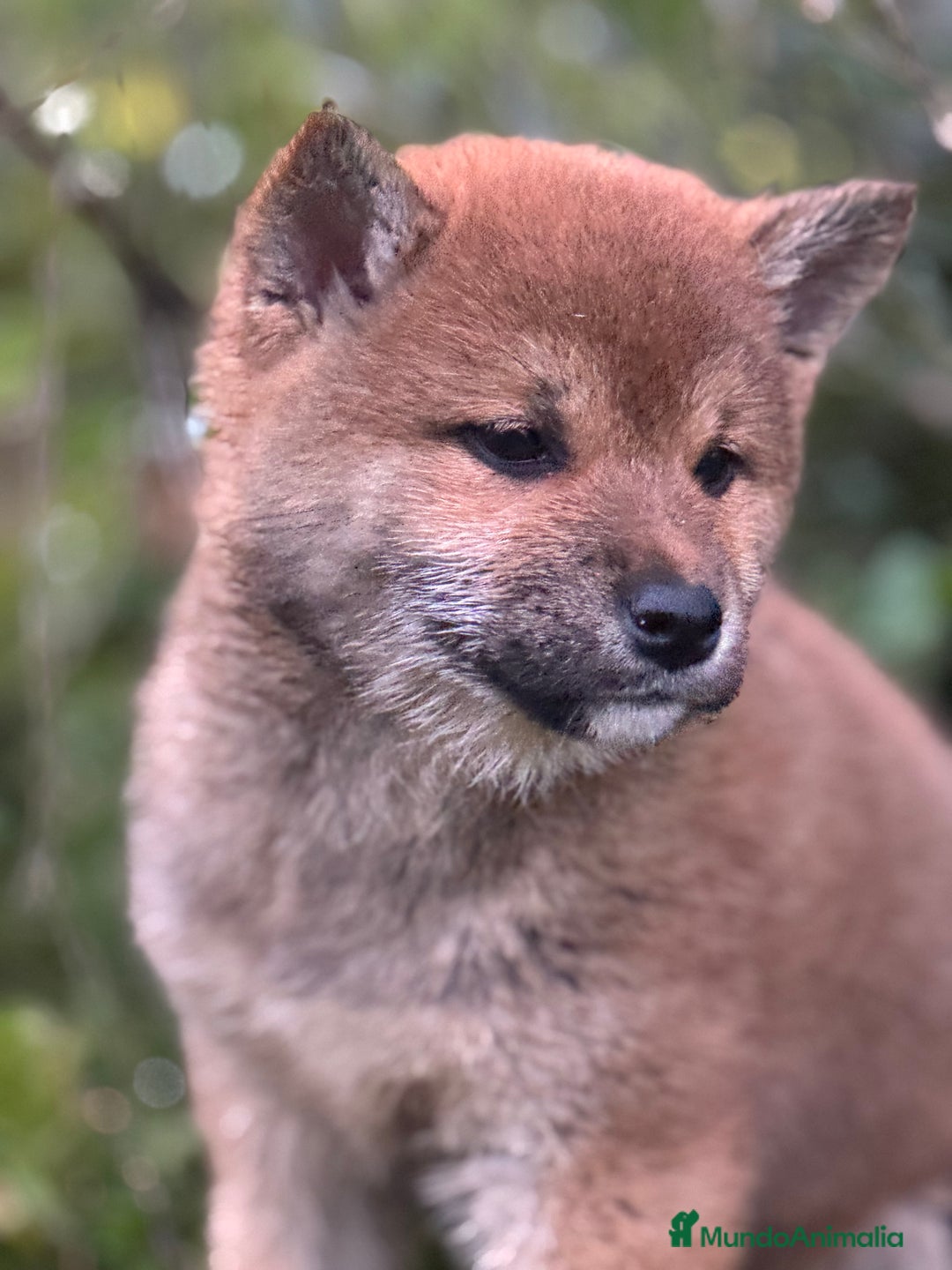 Shiba Inu perros en venta: Shiba Inu de gran calidad y tipicidad  - Anuncio 6