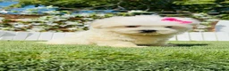 Bichón Maltés perros en venta: BICHON MALTES - Anuncio 14