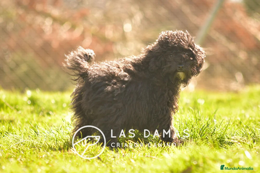 Caniche Enano perros en venta: Hembra de caniche color negro - Anuncio 2