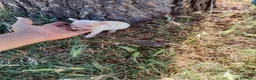 Chihuahua perros en venta: Chihuhua macho  - Anuncio 6