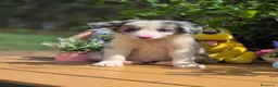 Border Collie perros en venta: Border collie - Anuncio 5