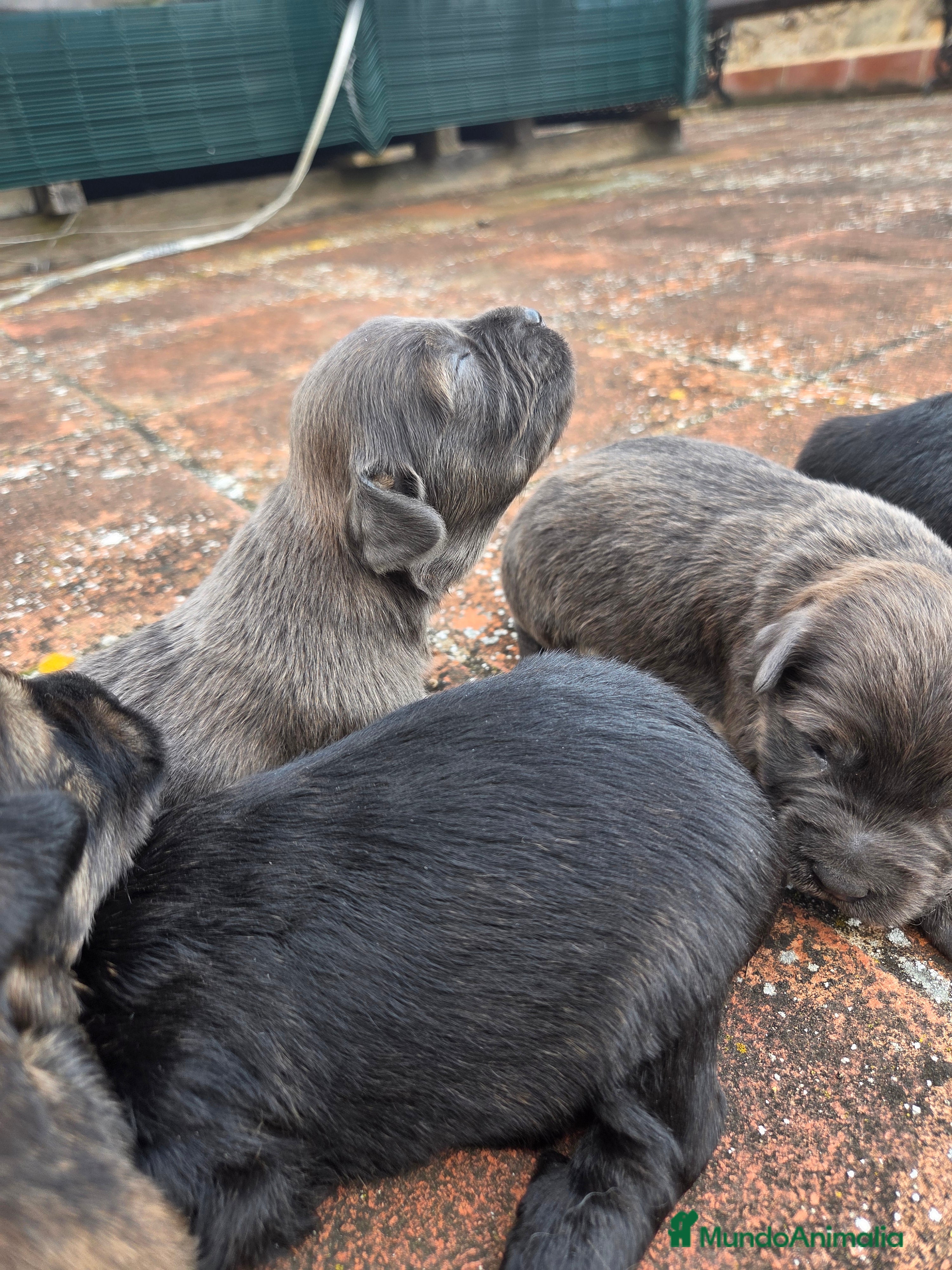 Gos d'Atura Catalán - Perro de Pastor Catalán perros CACHORROS DE GOS D'ATURA CATALÀ EN VENTA en Barcelona - Anuncio 1