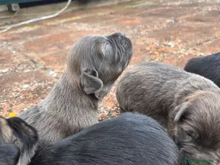 Gos d'Atura Catalán - Perro de Pastor Catalán perros CACHORROS DE GOS D'ATURA CATALÀ EN VENTA en Barcelona - Anuncio 1