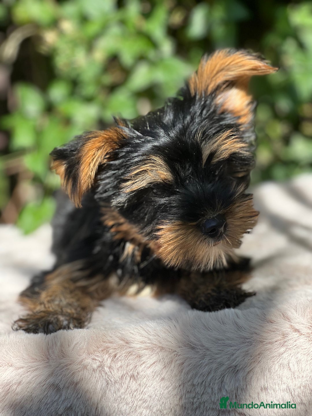 Yorkshire Terrier perros en venta: Yorkshire Toy  - Imagen 3