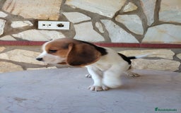 Beagle perros en venta: Preciosa camada de Beagle  - Imagen 9