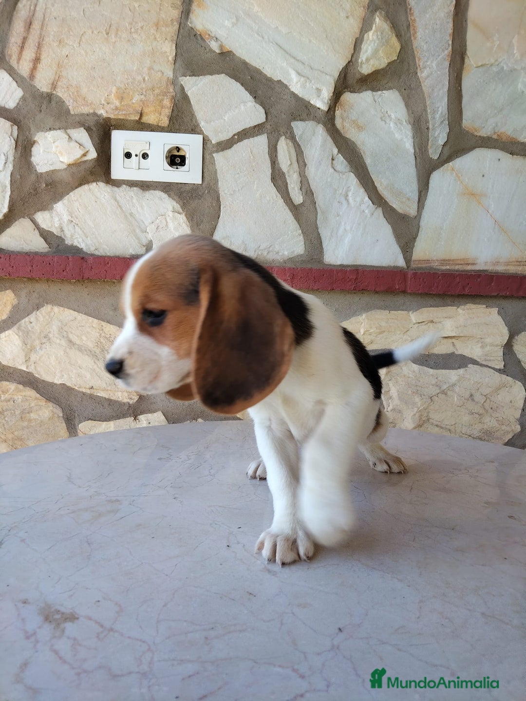 Beagle perros en venta: Preciosa camada de Beagle  - Imagen 9