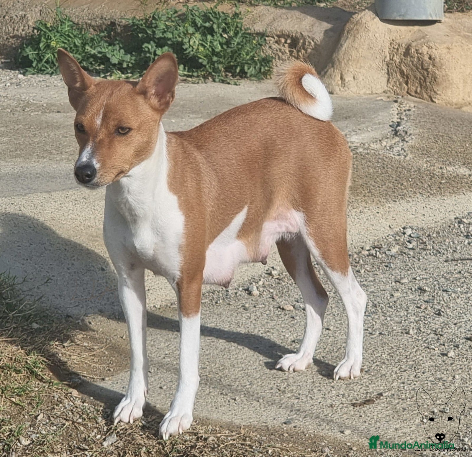 Basenji perros magnificos cachorros basenji negro/blanco - Anuncio 1