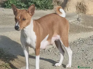 Basenji perros magnificos cachorros basenji negro/blanco - Anuncio 2