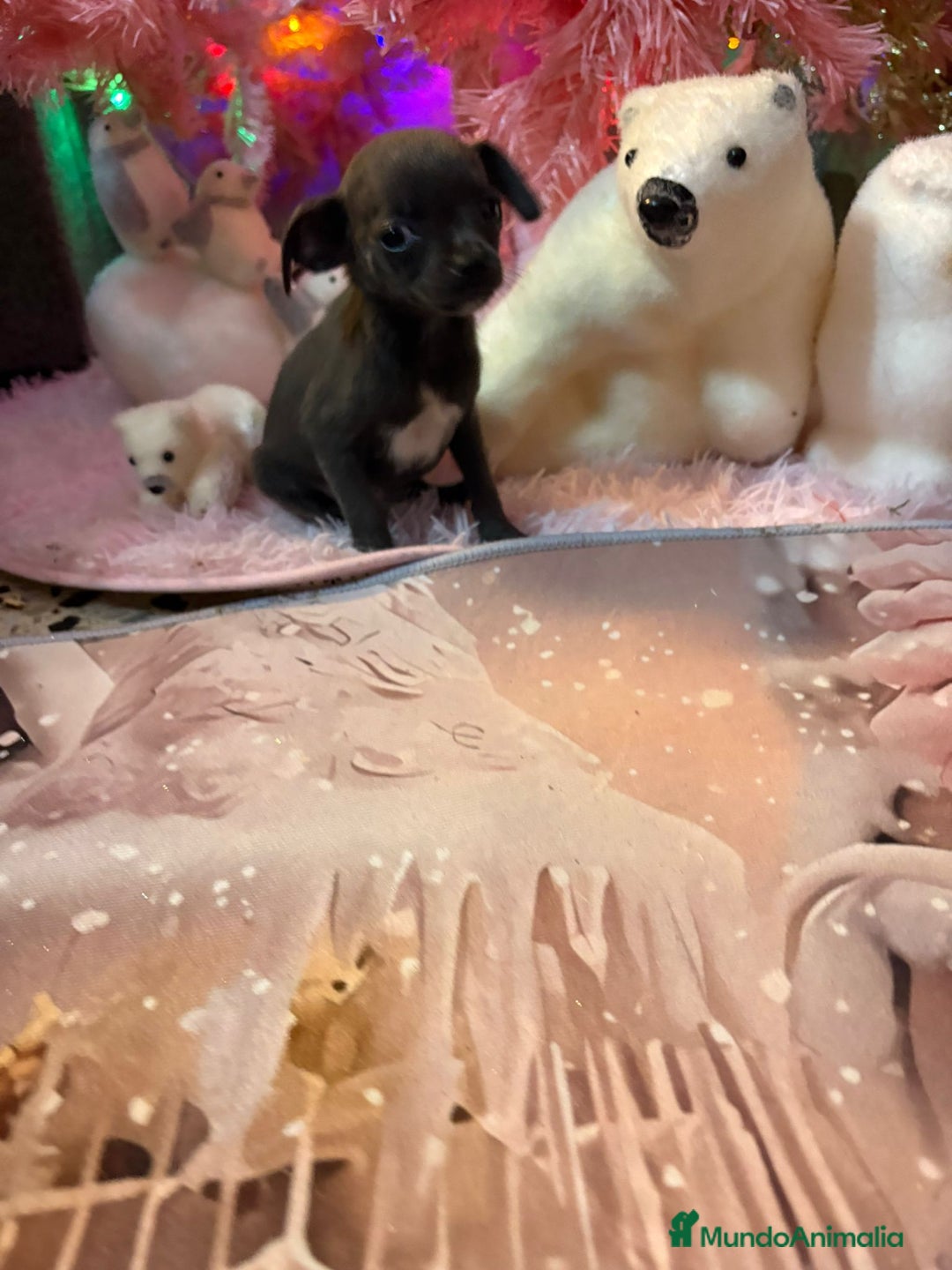 Chihuahua perros en venta: Chihuahua toy blue - Anuncio 2