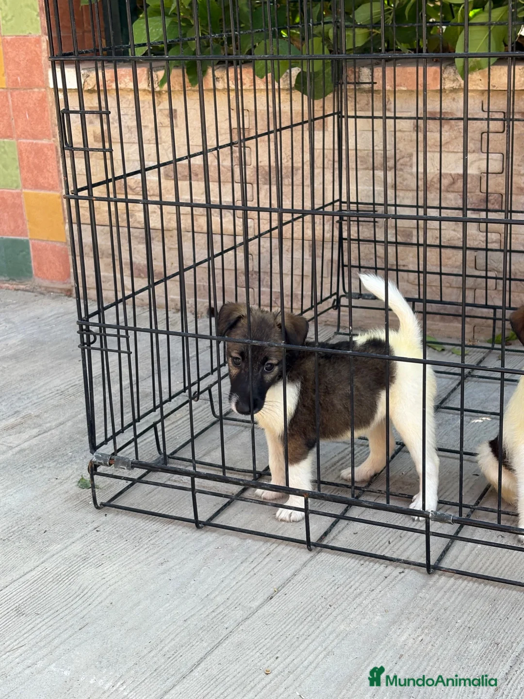 Fox Terrier de Pelo Liso perros en venta: Cachorras fox terrier pelo liso  - Anuncio 1