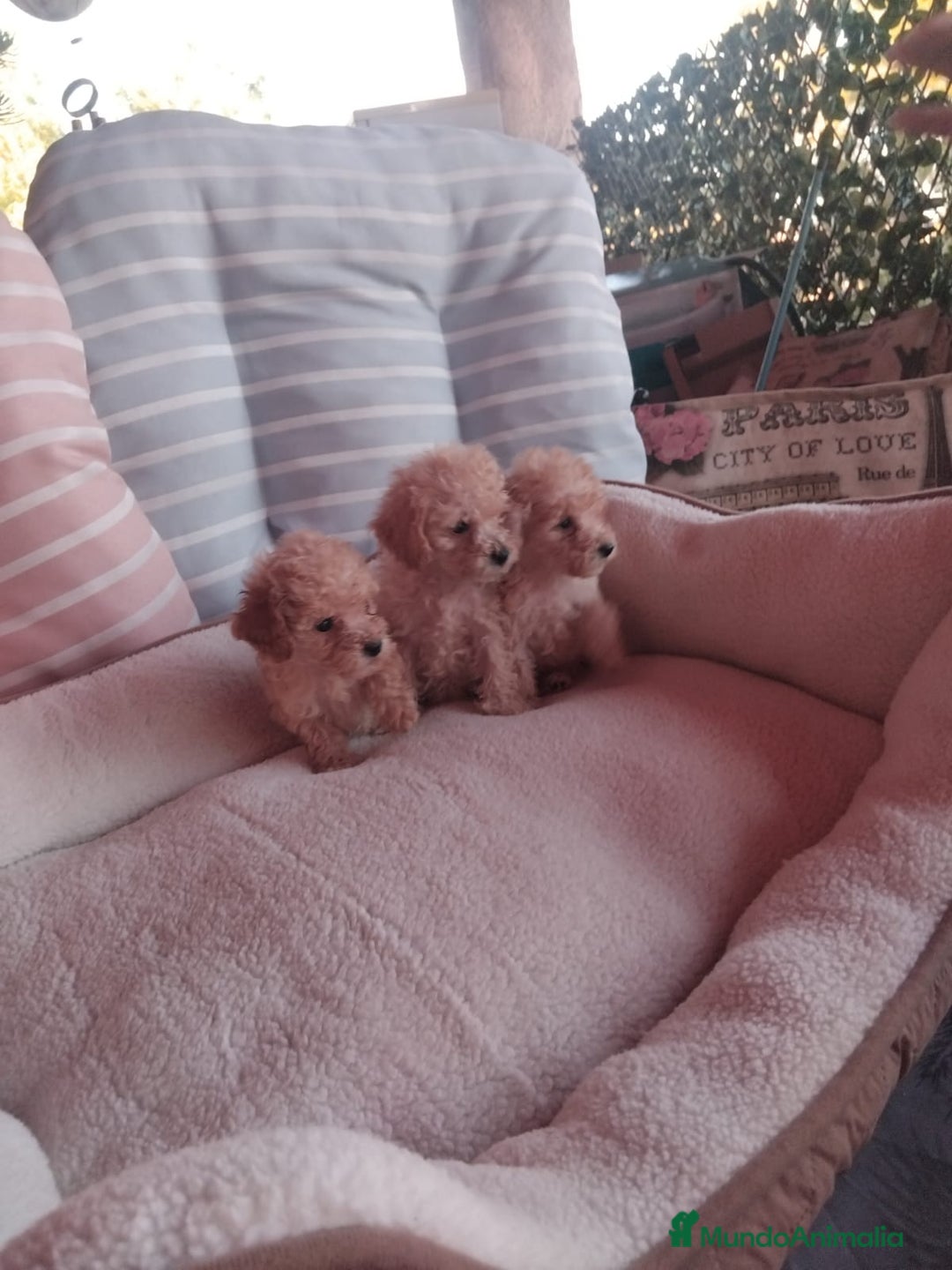 Caniche Toy perros en venta: Caniche mini toy  - Imagen 1