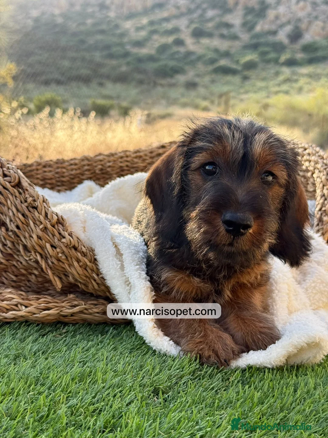 Teckel Miniatura perros en venta: TECKEL PELO DURO JABALI - Anuncio 7