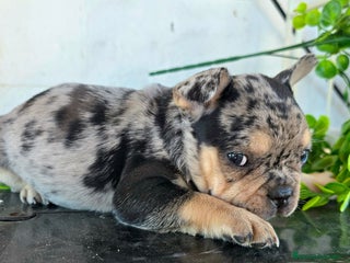 Bulldog Francés perros - Anuncio 7