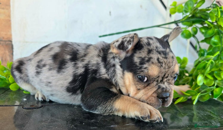 Bulldog Francés perros - Anuncio 2