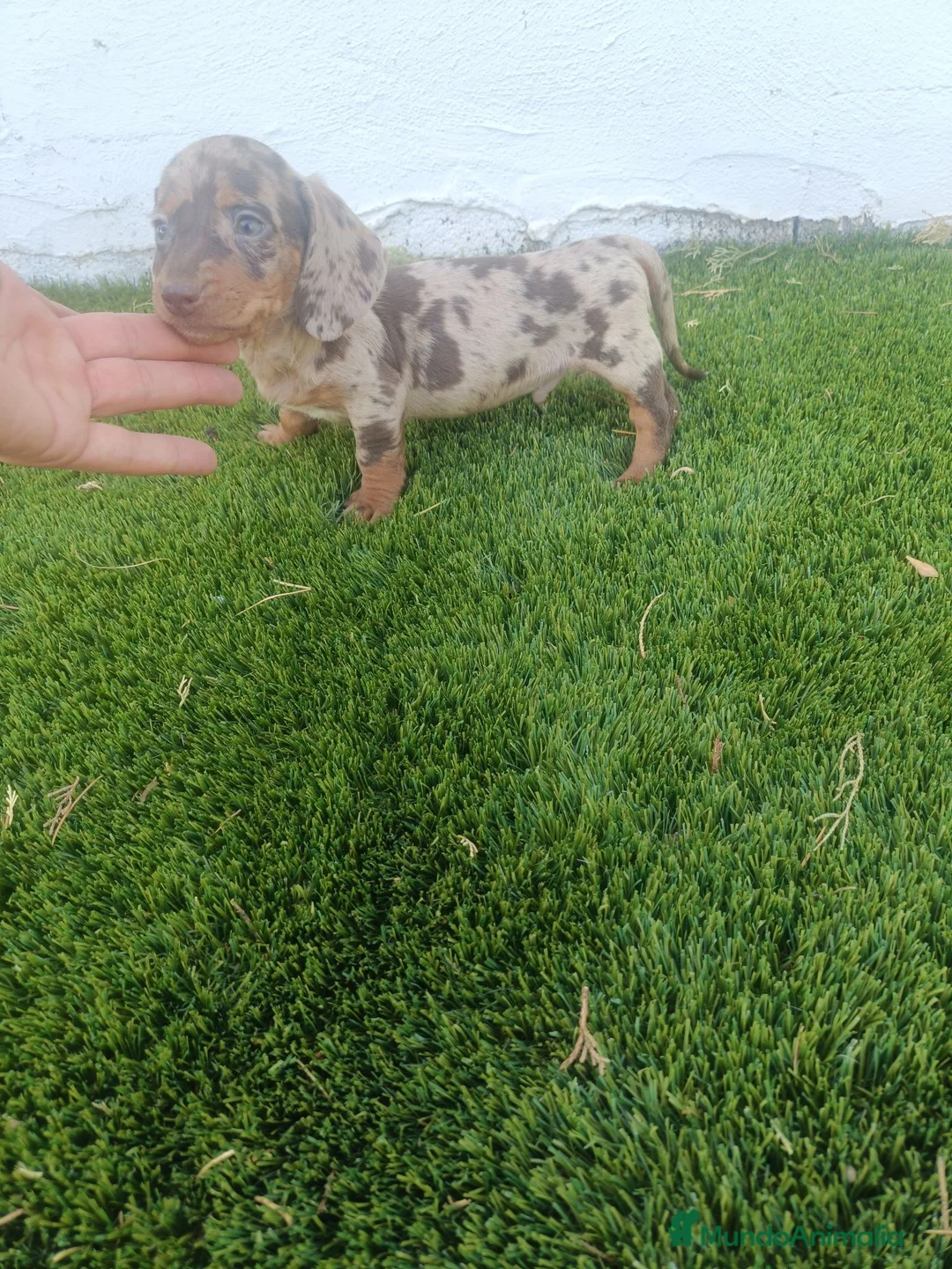 Teckel Miniatura perros en venta: Exclusivo Machito de Teckel Arlequin Chocolate - Anuncio 3
