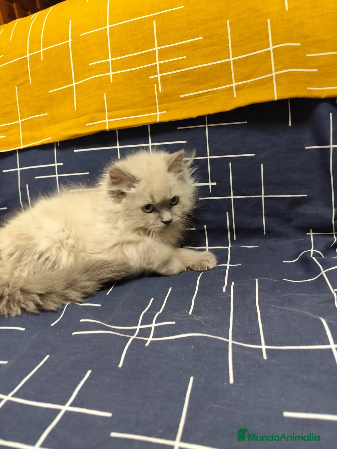 Sagrado de Birmania gatos en venta: Birmanos 641387649 - Anuncio 4