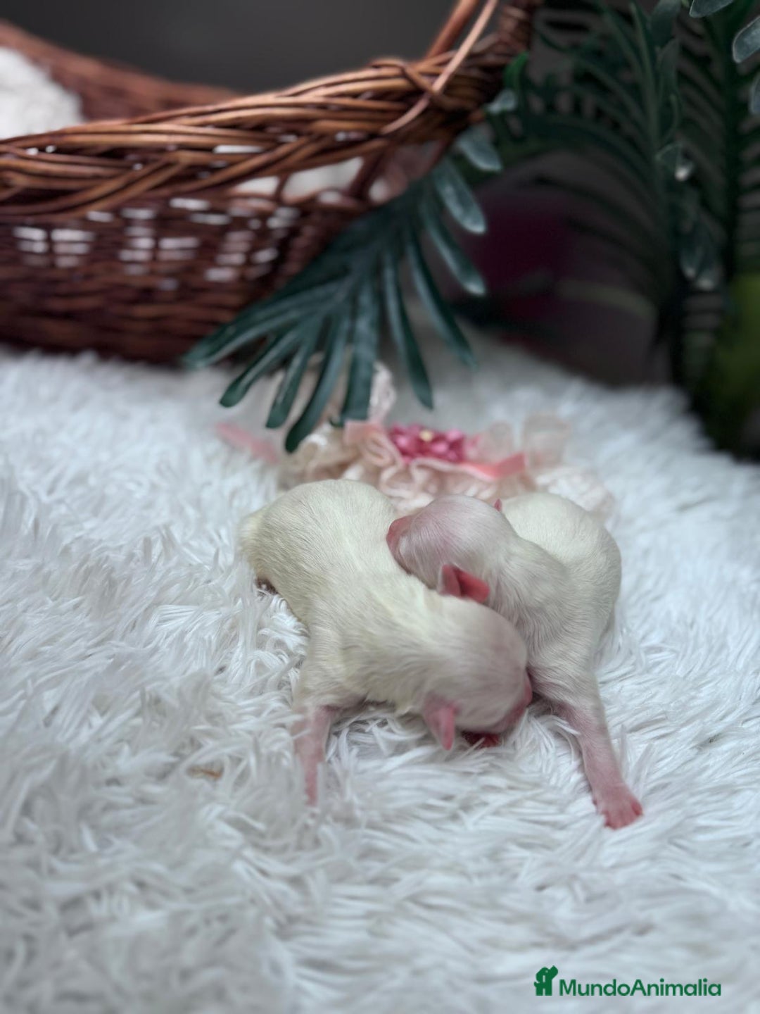 Bichón Maltés perros en venta: BICHON MALTES - Anuncio 2