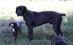 Dogo Alemán perros en venta: Dogo alemán/ gran danés disponibles - Imagen 1