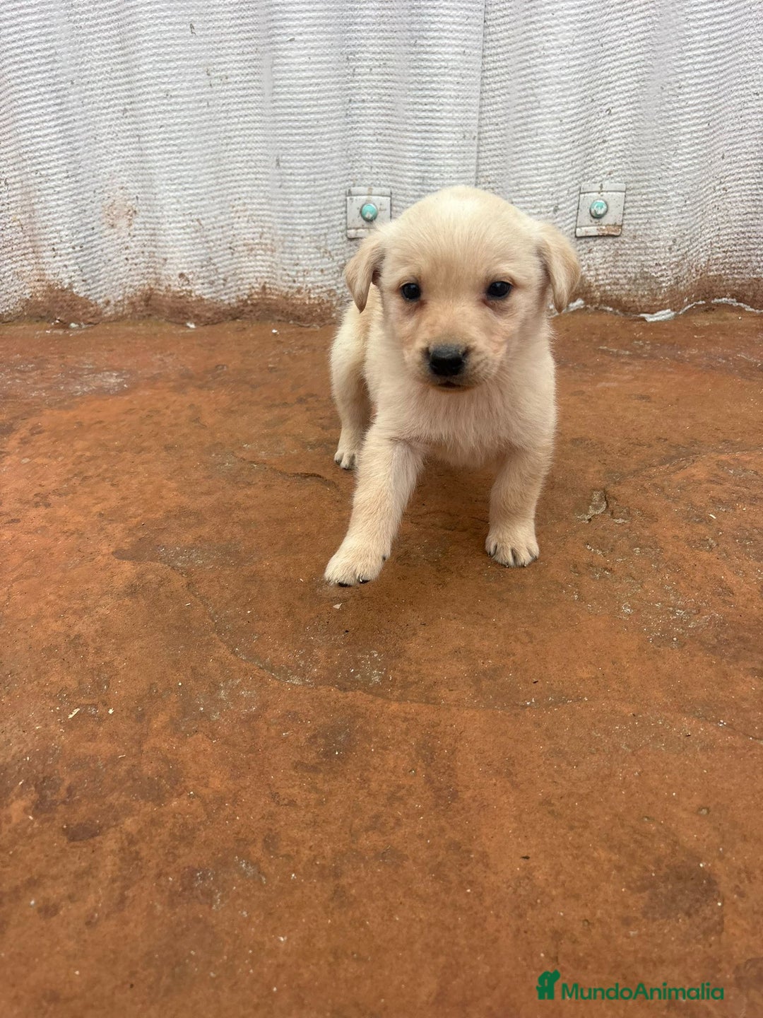 Labrador Retriever perros en venta: Labrador retriever  - Anuncio 18