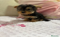 Yorkshire Terrier perros en venta: Yorkshire toy - Imagen 17