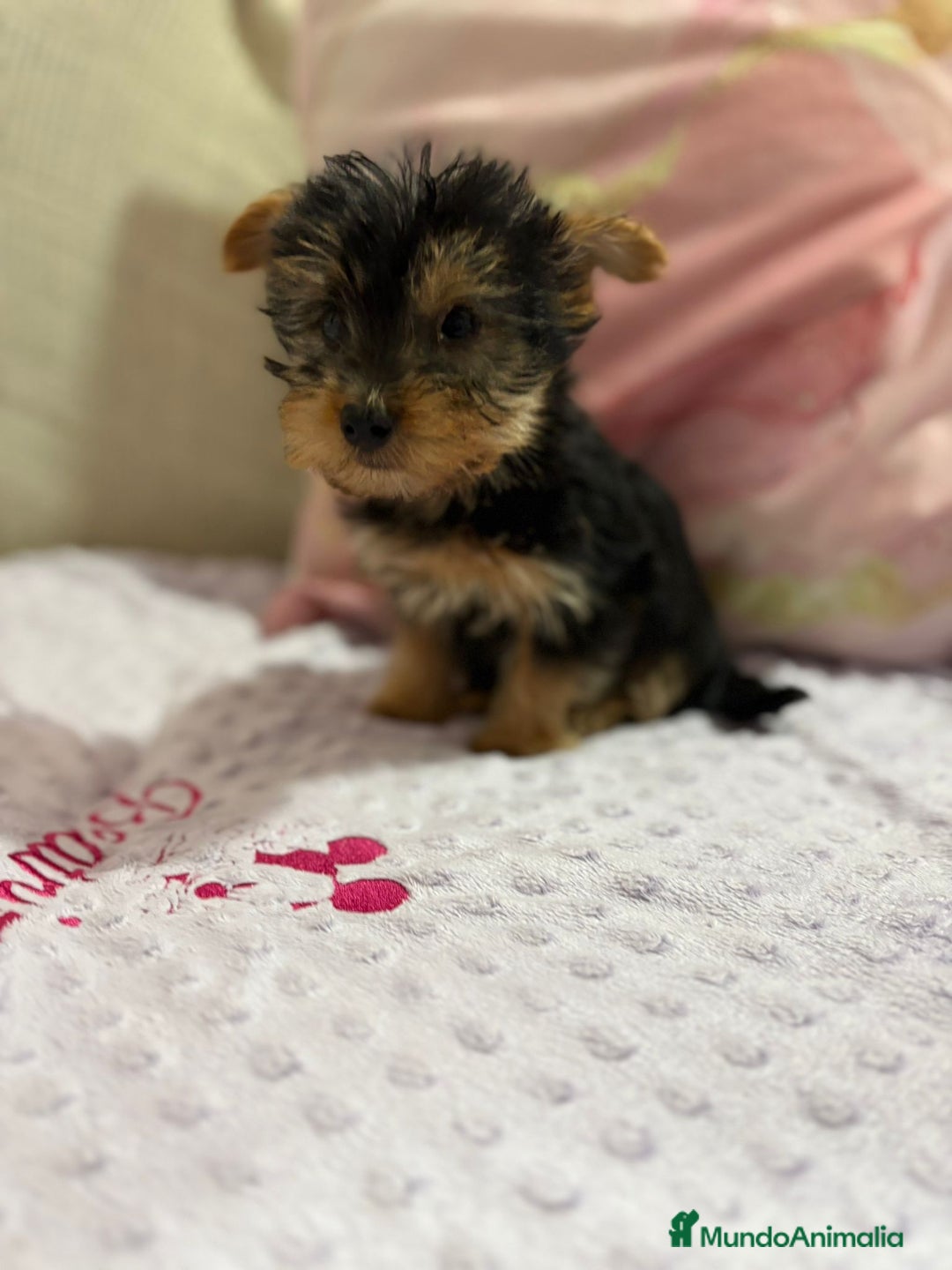 Yorkshire Terrier perros en venta: Yorkshire toy - Imagen 17