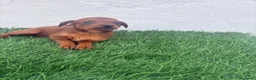 Raza Mixta perros en venta: Pootalian - Anuncio 2