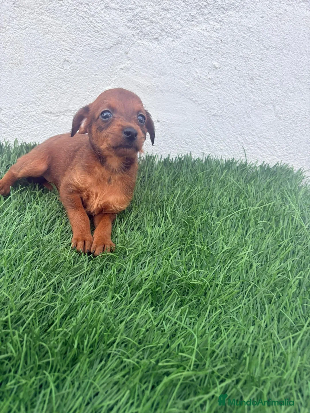 Raza Mixta perros en venta: Pootalian - Anuncio 2
