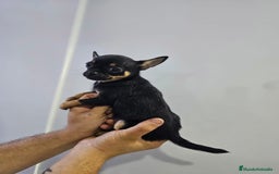 Chihuahua perros en venta: Increíbles chihuahuas toy merles - Imagen 3