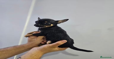 Chihuahua perros - Anuncio 14