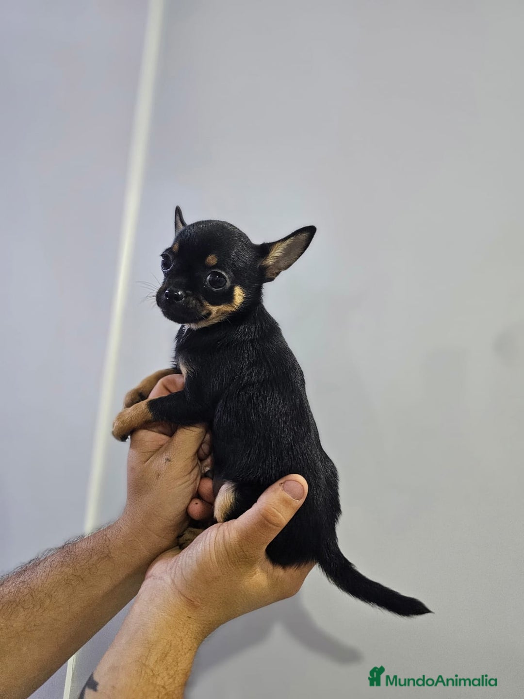 Chihuahua perros en venta: Increíbles chihuahuas toy merles - Imagen 3