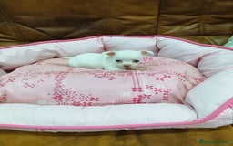 Chihuahua perros en venta: CHIHUAHUA TOY - Imagen 11