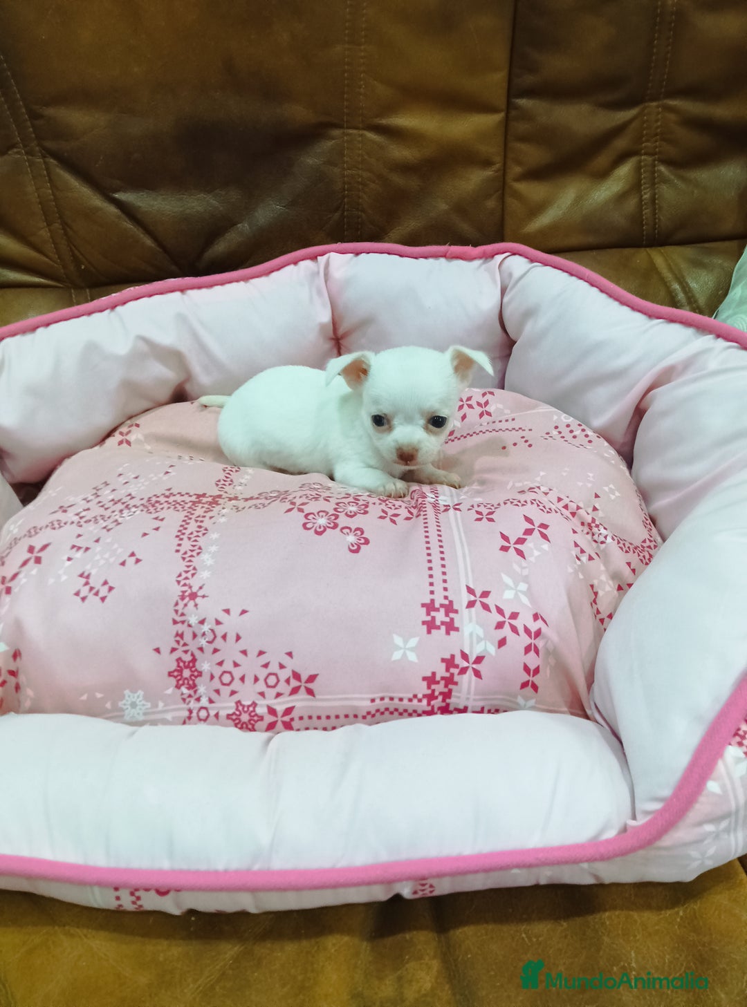 Chihuahua perros en venta: CHIHUAHUA TOY - Imagen 11