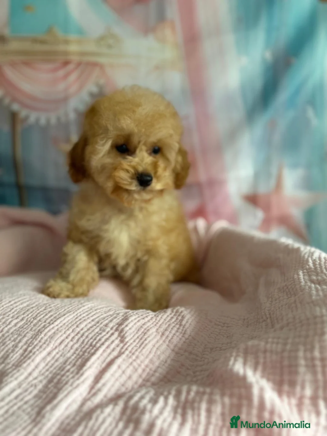 Caniche Toy perros en venta: Caniche toy lista para  entregar muy chiquitina!! - Anuncio 5