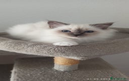 Sagrado de Birmania gatos en venta: Sagrado de Birmania - Imagen 1