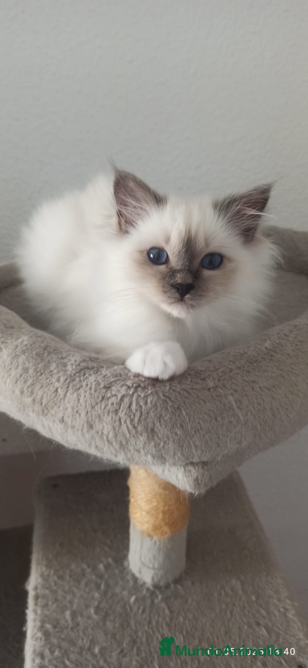Sagrado de Birmania gatos en venta: Sagrado de Birmania - Imagen 1