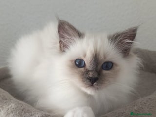 Sagrado de Birmania gatos - Anuncio 1