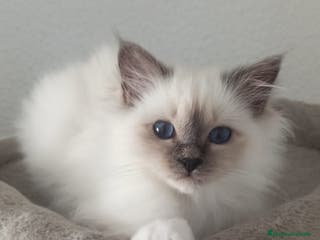 Sagrado de Birmania gatos Sagrado de Birmania - Anuncio 1