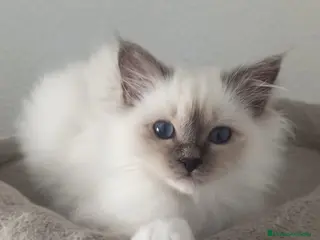 Sagrado de Birmania gatos Sagrado de Birmania - Anuncio 23