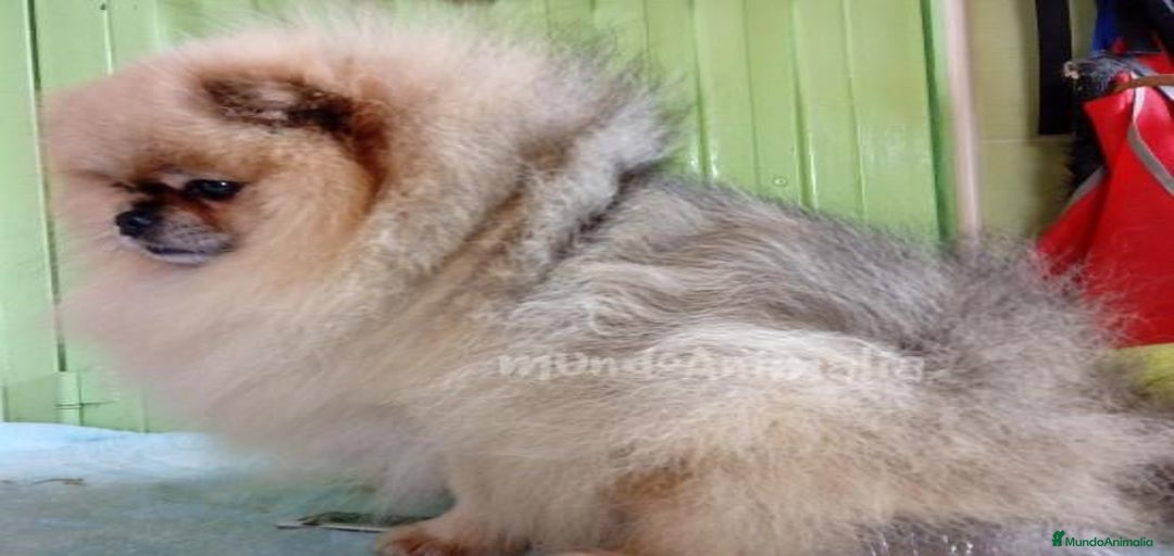 Imagen de galería {{count}}