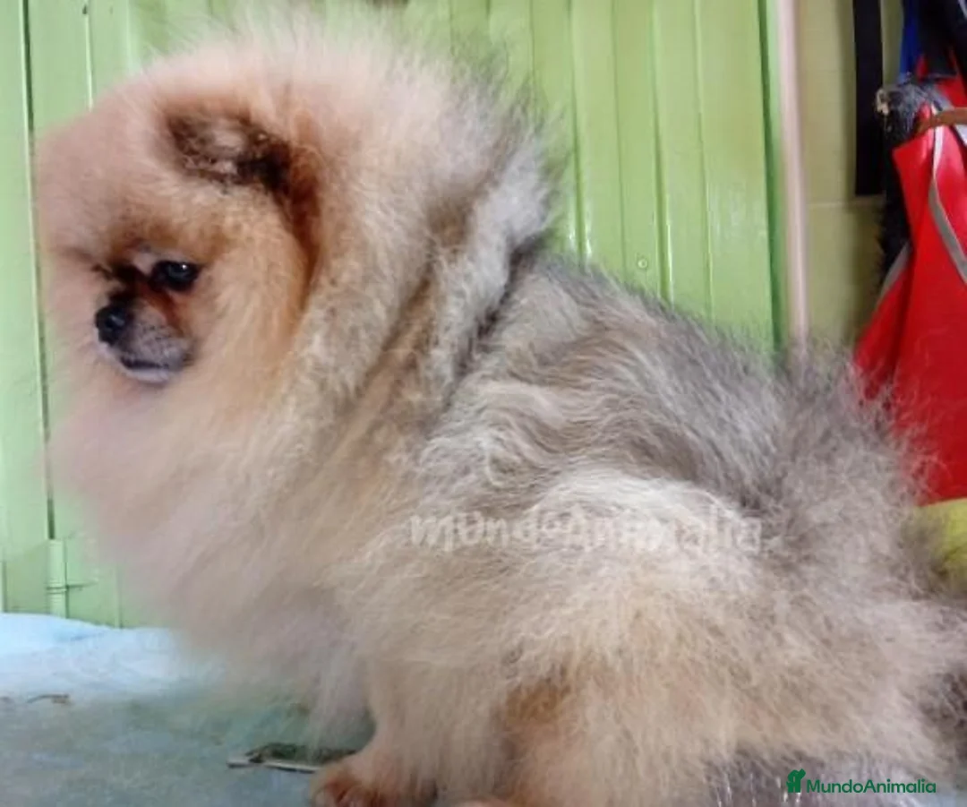 Imagen de galería {{count}}