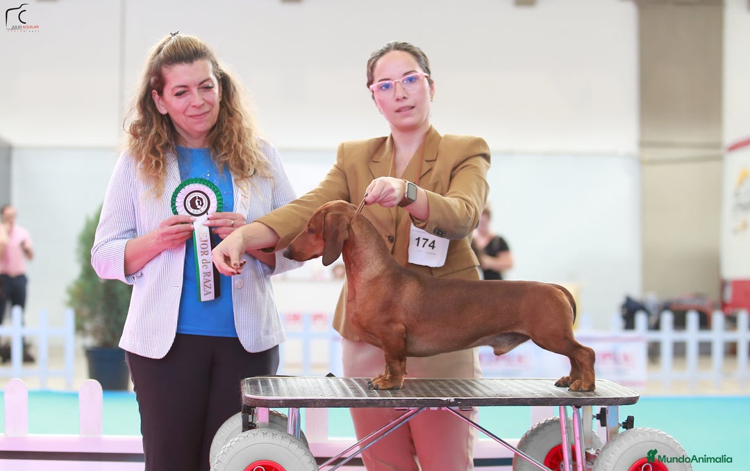 Imagen de galería {{count}}