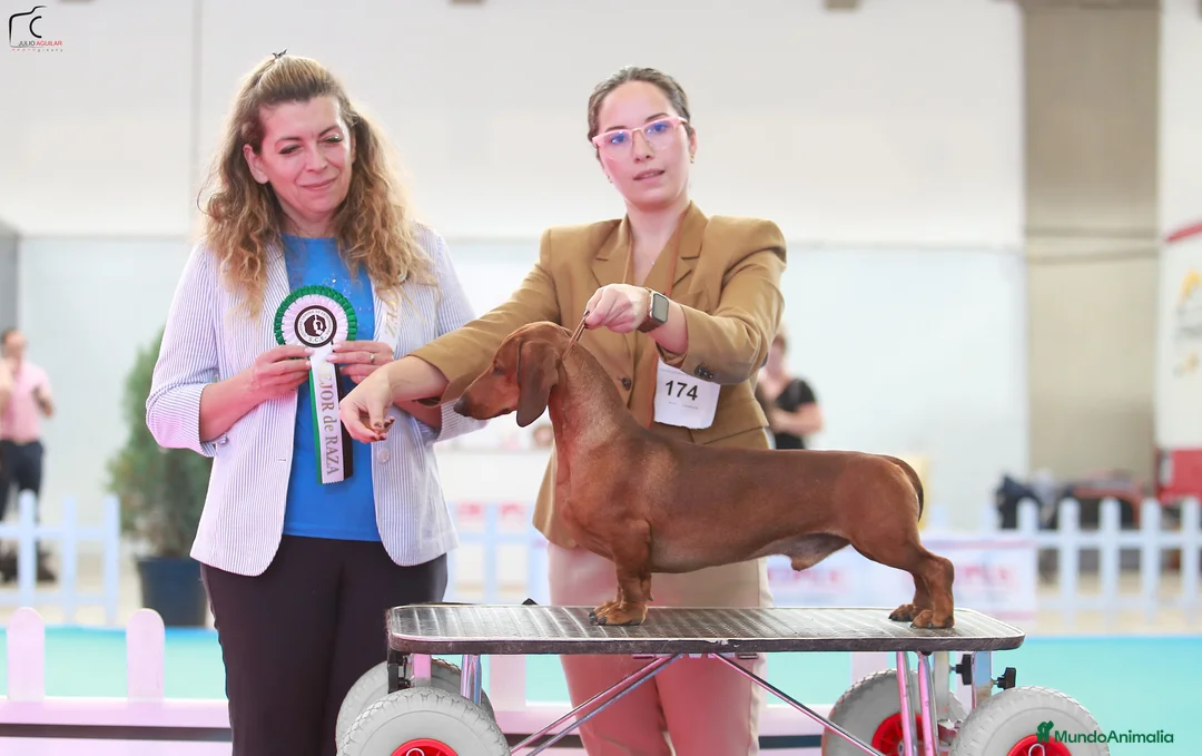 Imagen de galería {{count}}