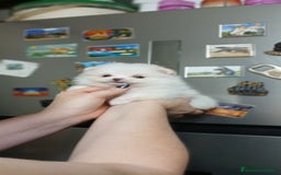 Pomerania perros en venta: Pomerania línea rusa  - Imagen 1