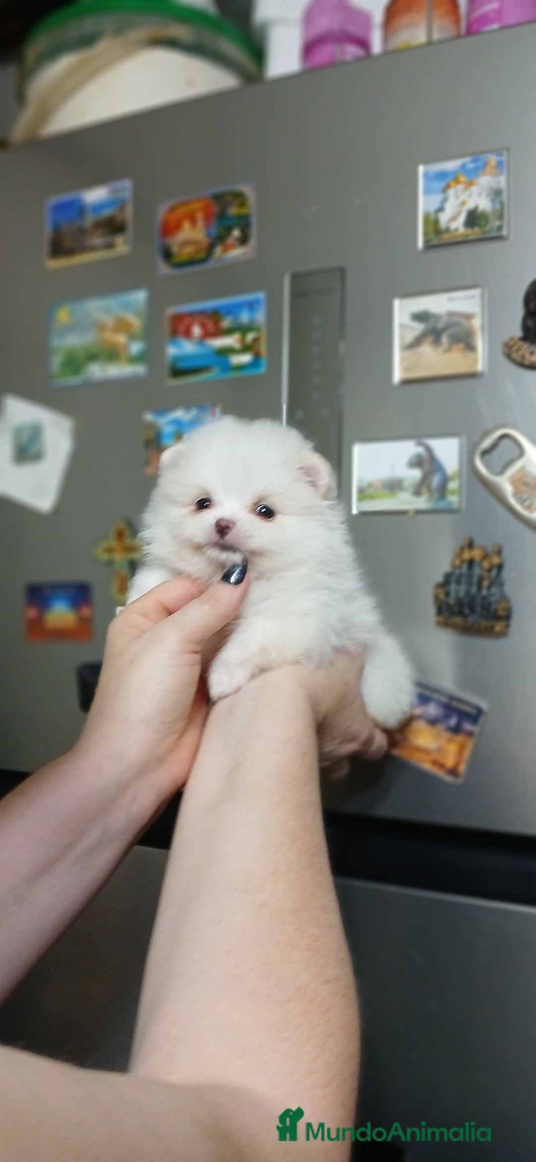 Pomerania perros en venta: Pomerania línea rusa  - Imagen 1