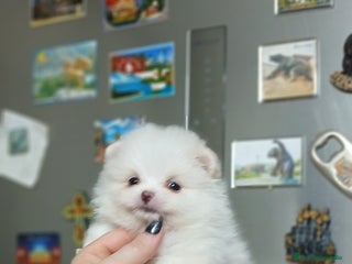 Pomerania perros - Anuncio 1